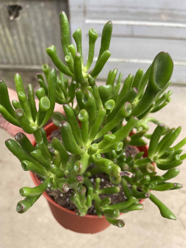 6" Crassula Jade Gollum (CA)