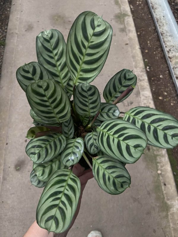6" Calathea Burle Marx