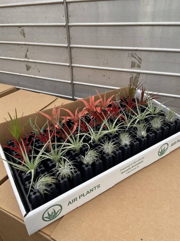 Tillandsia Counter Display