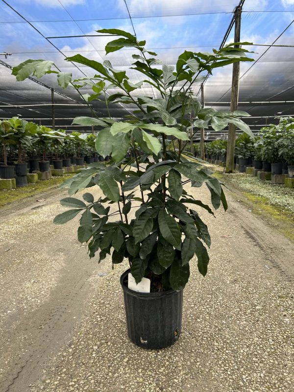 10" Natal Mahogany Bush