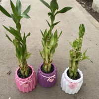 3.5" Lucky Bamboo with Heart Strings