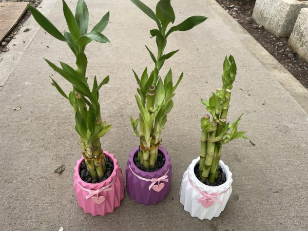 3.5" Lucky Bamboo with Heart Strings