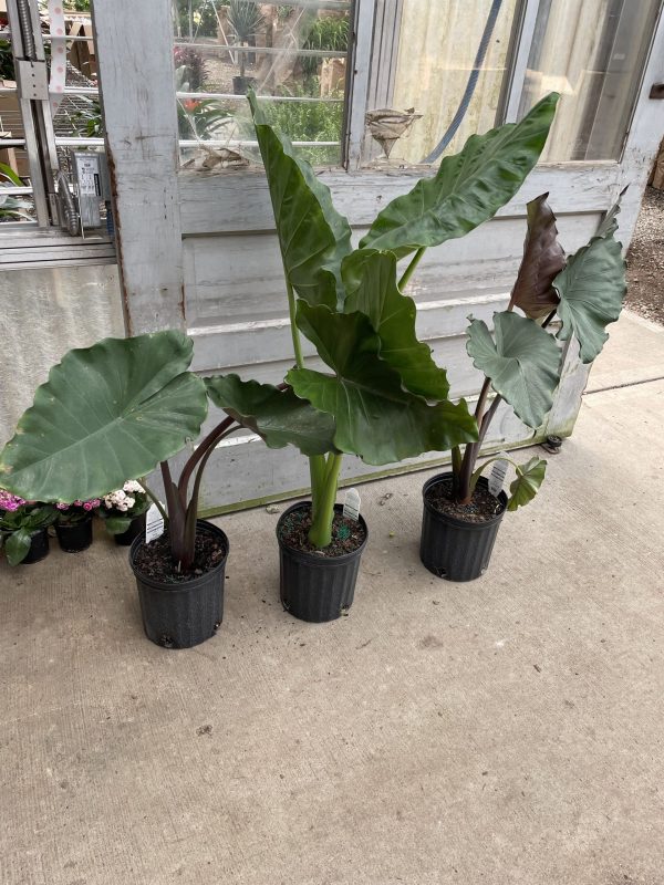 8" Alocasia Asst (Classic Green, Sumo and California)