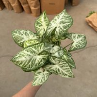 4" Syngonium Go Glo - Image 2