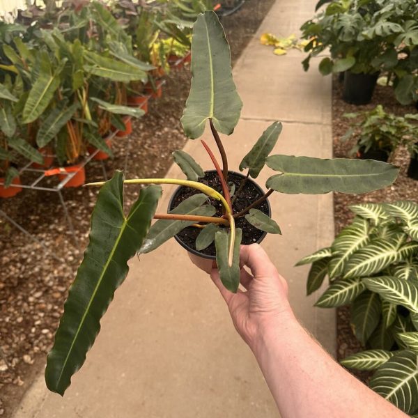 6" Philo Billietiae Black