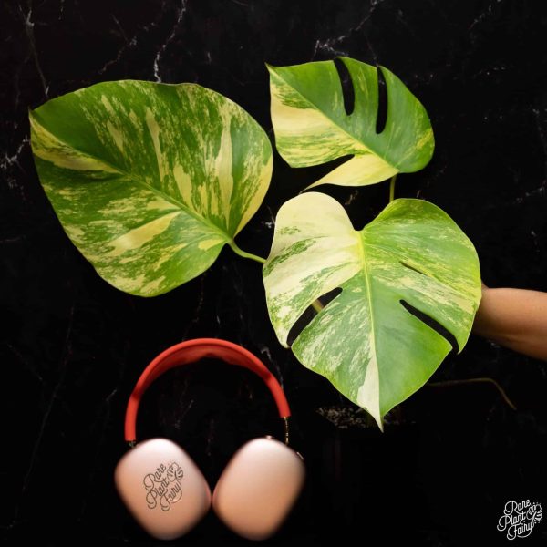 3.5" Monstera Deliciosa Aurea VAR (small form/borsigiana) (RPF)