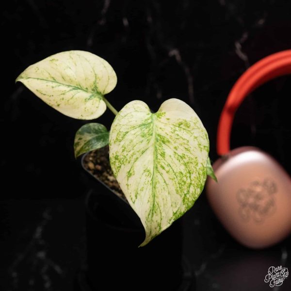 2.5" Monstera Deliciosa Mint VAR (large form) (RPF)