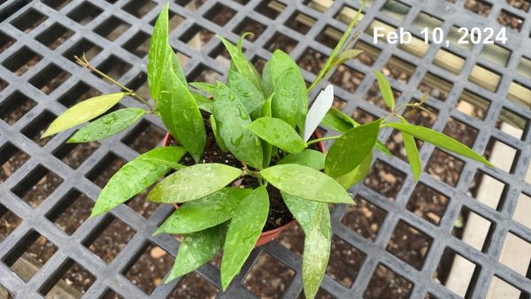4" Hoya Wayetti Green