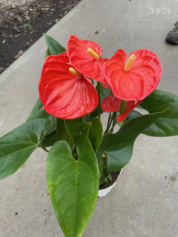 6" Anthurium Sierra Orange (CA)