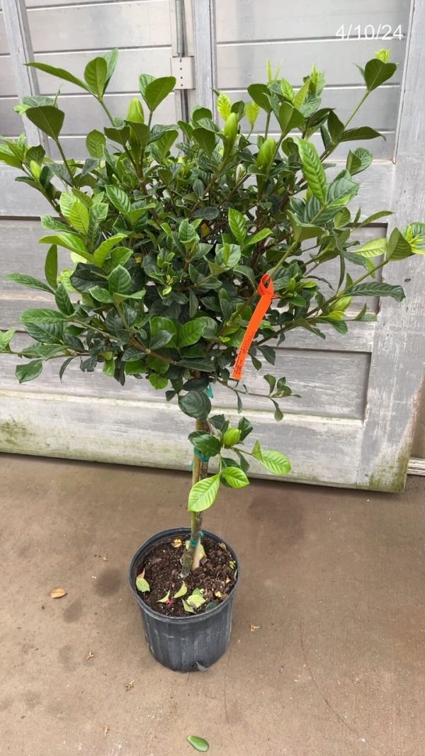 10" Gardenia Std 4'