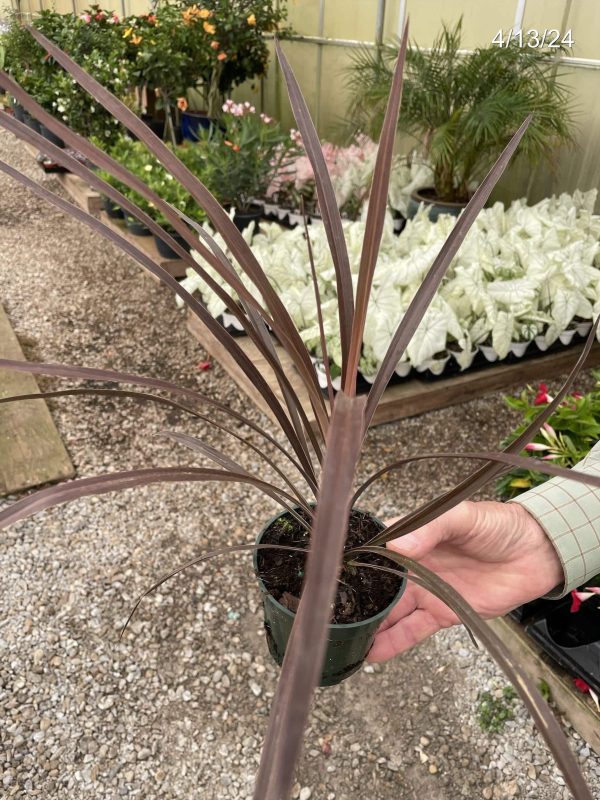 4" Cordyline Red Star 1ppp