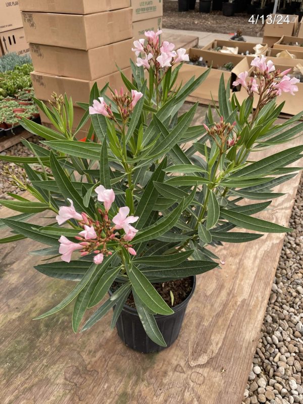 10" Oleander Bush Pink Ice