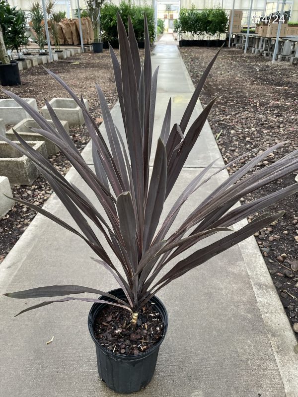 8" Cordyline Red Star 1ppp