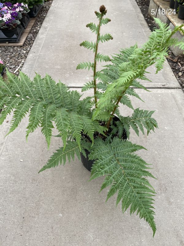 8" Fern Australian Tree