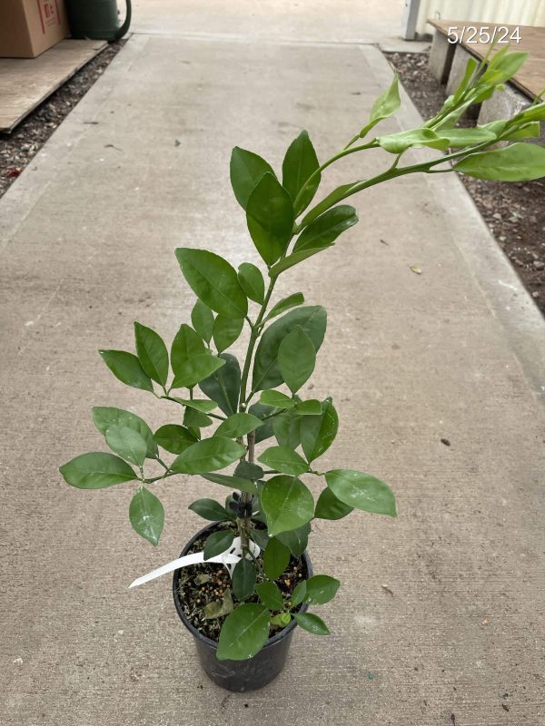 5" Citrus Bush Orange Calamondin Premium