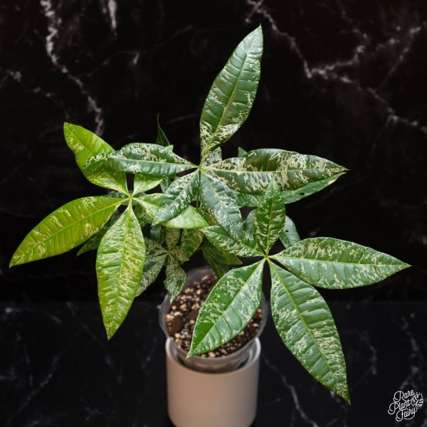 3.25" Pachira Glabra Money Tree VAR (RPF)