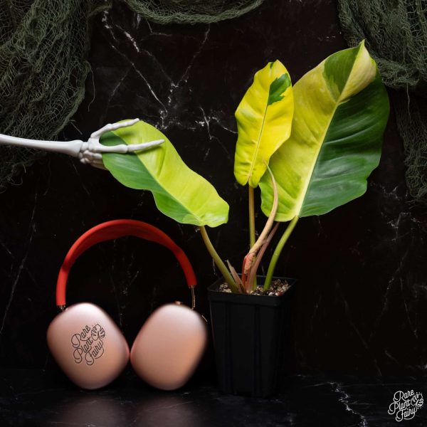 3.5" Philodendron 'Jungle Fever' (RPF)