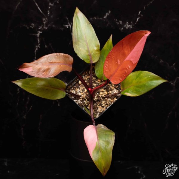 3.25" Philodendron 'Persimmon Princess' (RPF)