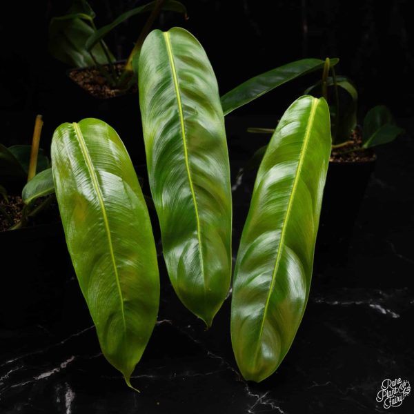 2.5" Philodendron patriciae (RPF)