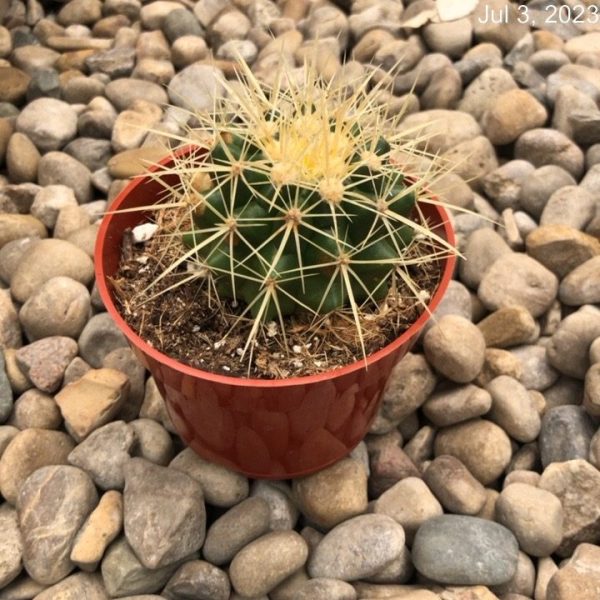 2.5" Cactus Golden Barrel (CA)