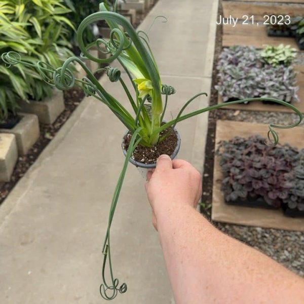 4" Albuca Spiralis (can)