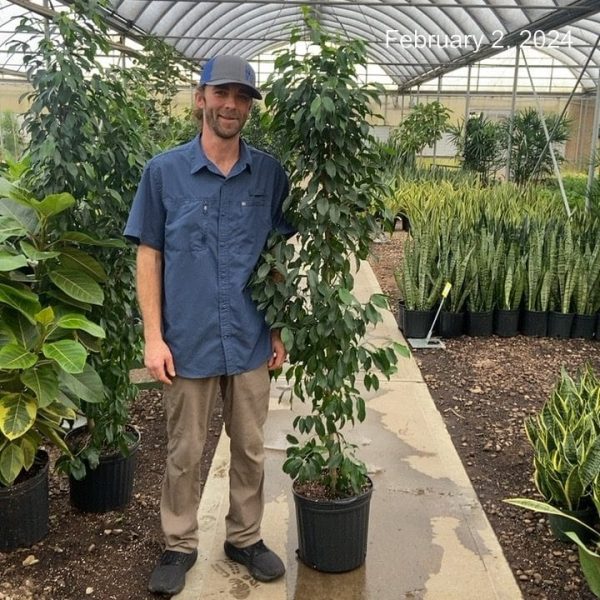 12" Ficus Spire Column