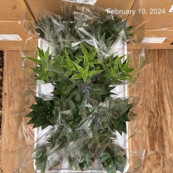 3.25" Aloe and Haworthia Asst (CA)