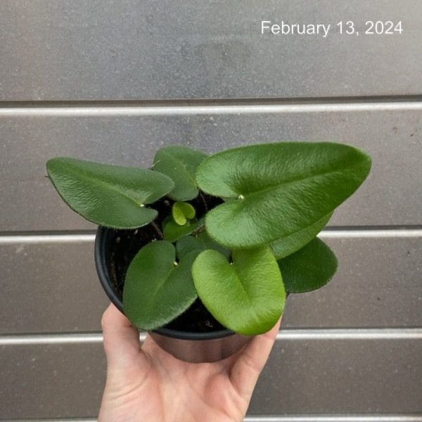 4" Fern Heart Leaf