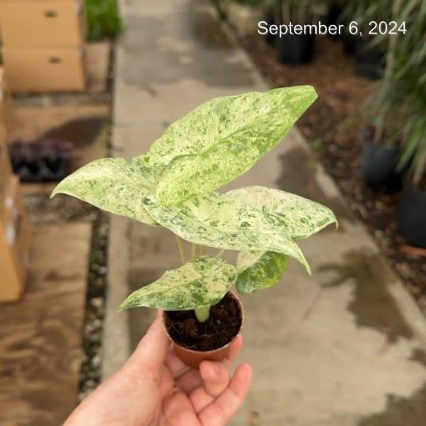 2" Alocasia Macro. Camouflage VAR (OPT)