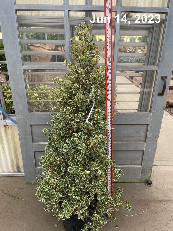 14" Ficus Triangularis VAR Column 6'