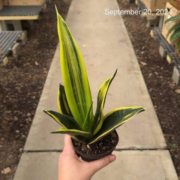 4" Sans Golden Flame