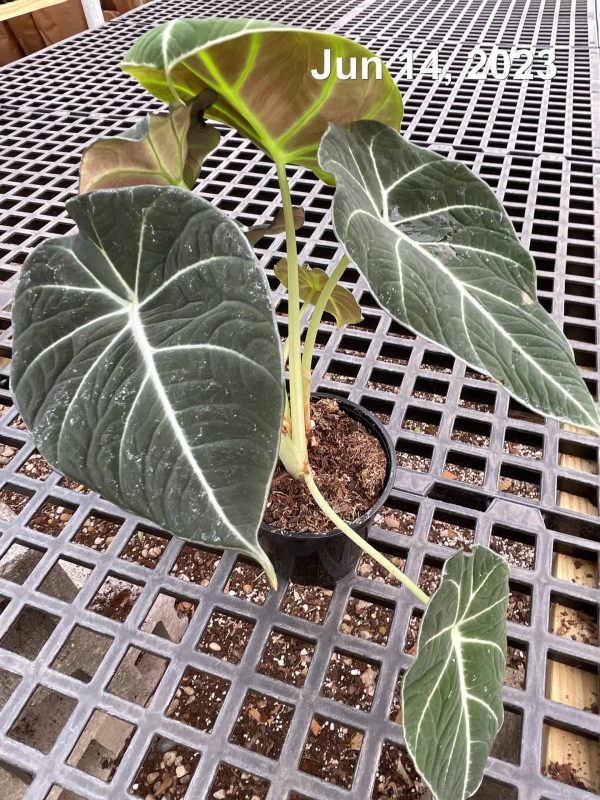 4" Alocasia Black Velvet
