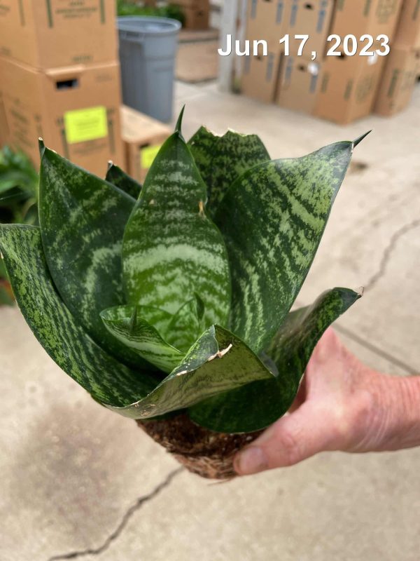 4" Sans Green Hahnii