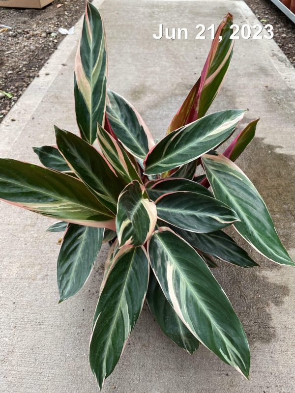 6" Calathea Stromanthe Triostar