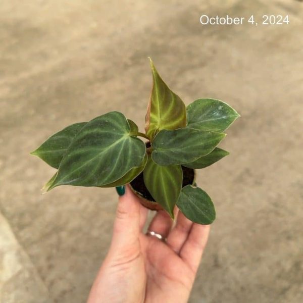 2" Philo Verrucosum (OPT)