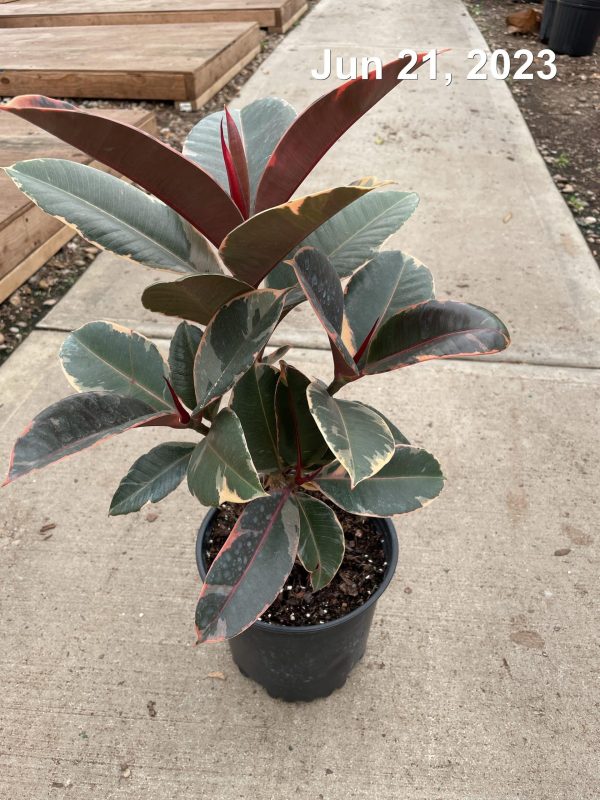 8" Ficus Ruby Std