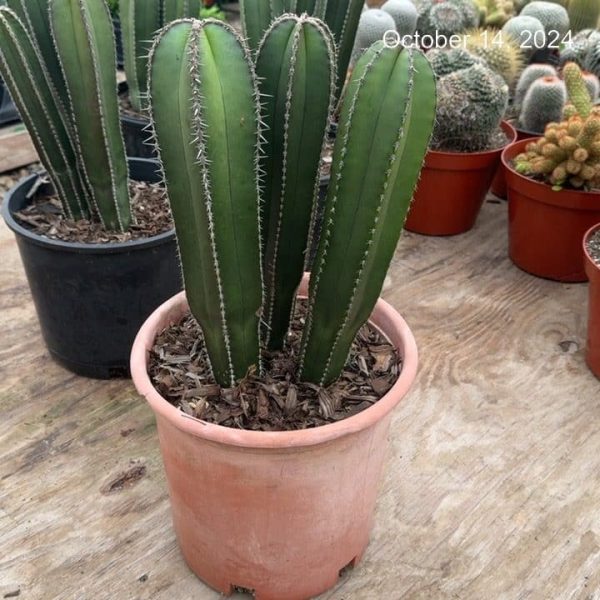 10"/3G Cactus Mexican Fence Post (CA)