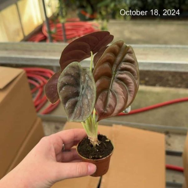 2" Alocasia Cuprea Red (OPT)