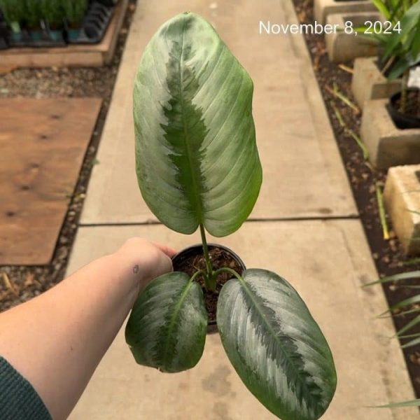 4” Schismatoglottis Borneo 'Silver' (Can)