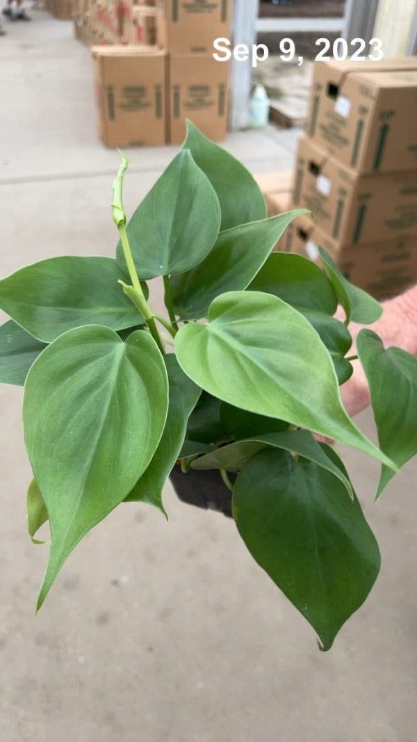 3" Philo Cordatum