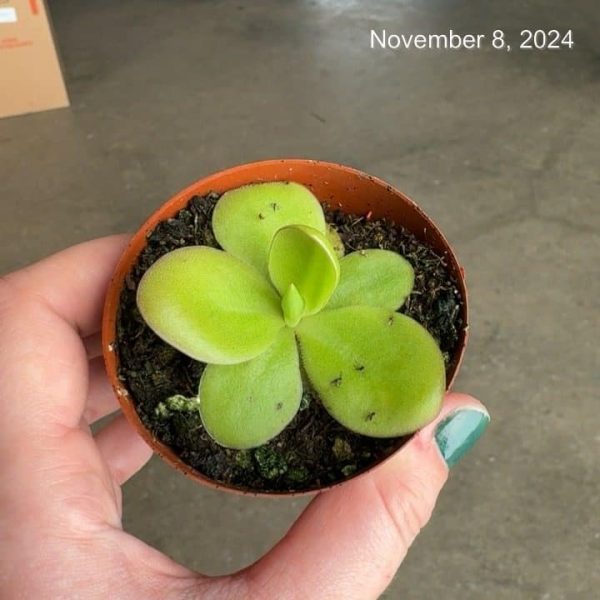 3" Butterwort (Pinguicula) (CA)
