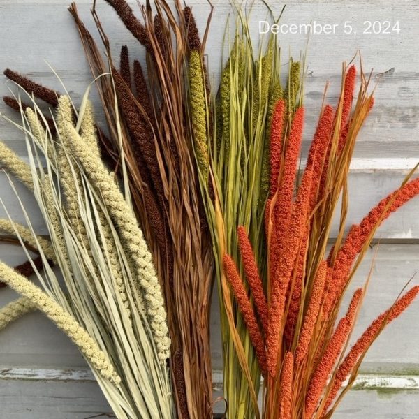 Spray Millet- Dyed (Can)