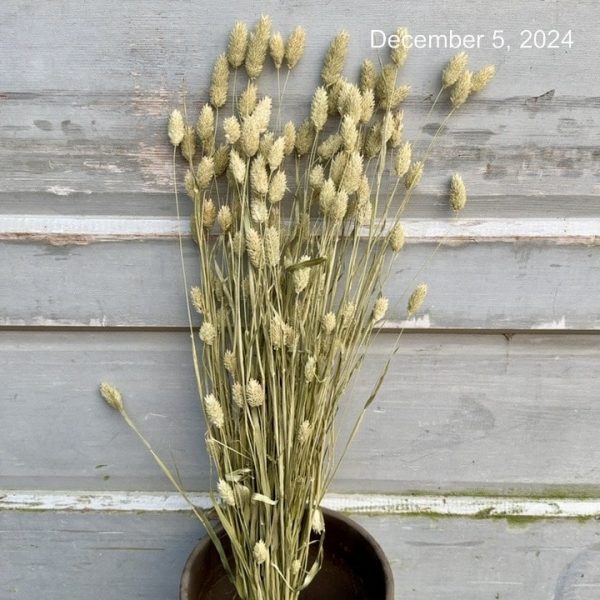 Phalaris Grass- Natural (Can)