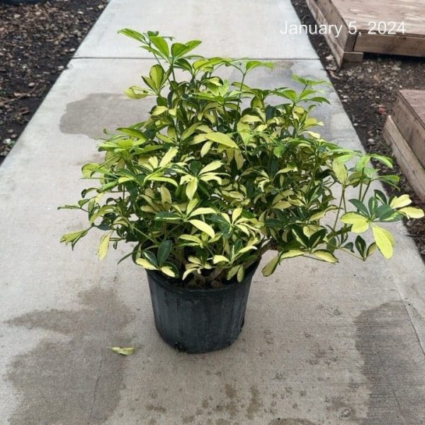 10" Scheff Arb Trinette Bush