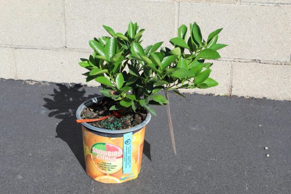 8"/1G Citrus Bush Orange Navel