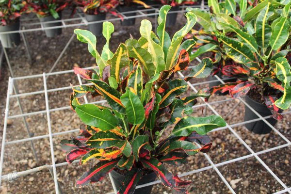 6" Croton Mammey