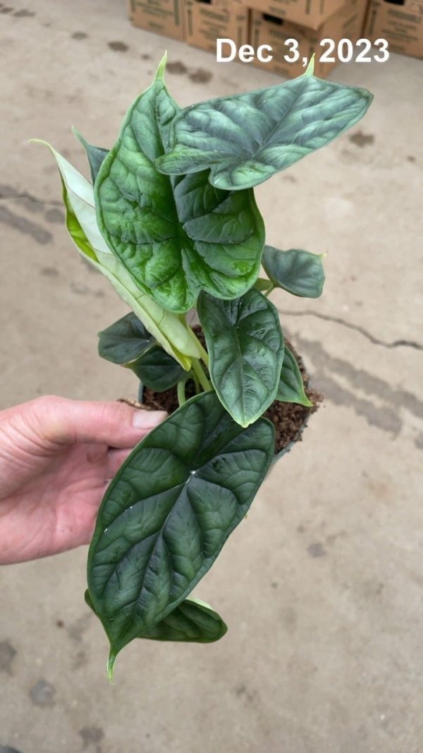 4" Alocasia Dragon Scale
