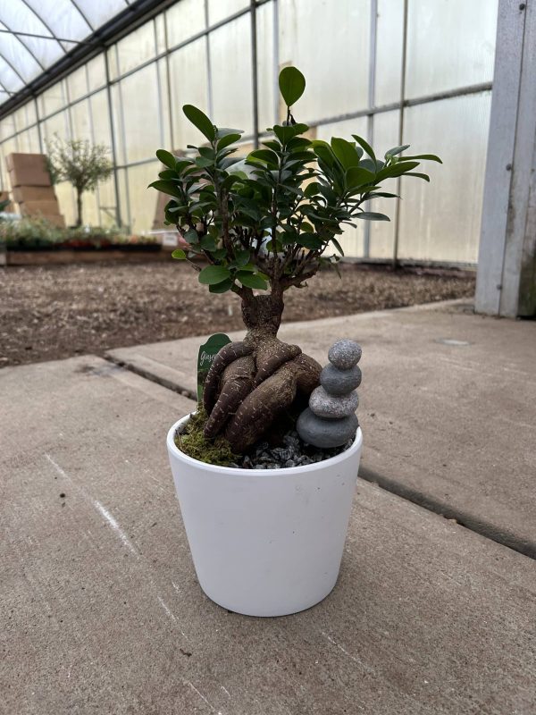6" Bonsai Ficus Ginseng