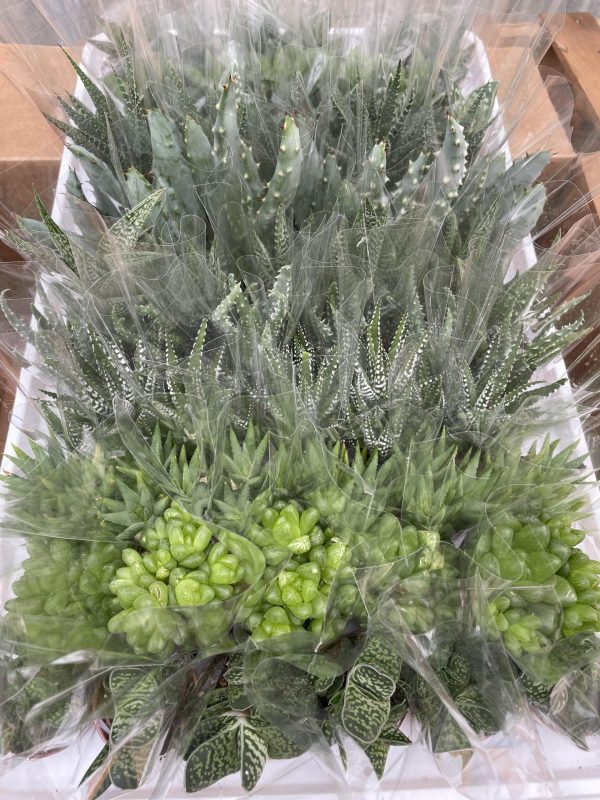 1.5" Haworthia and Aloe Asst (CA)