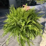 10" Fern Boston HB *RACK OF 80* ($13.50 ea.)